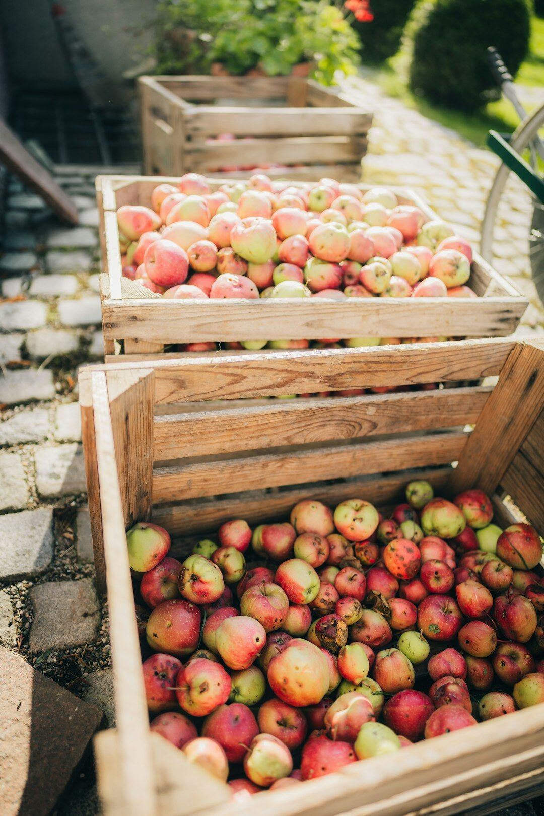 Autumn harvest of apples, pumpkins and plums on a wooden crate